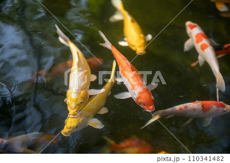 Carp koi fish swimming in the pond Carp koi fish swimming in the pond 110341482