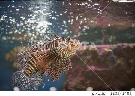 Red lionfish swim by coral in aquarium, Suphan Buri, Thailand Red lionfish swim by coral in aquarium, Suphan Buri, Thailand 110341483