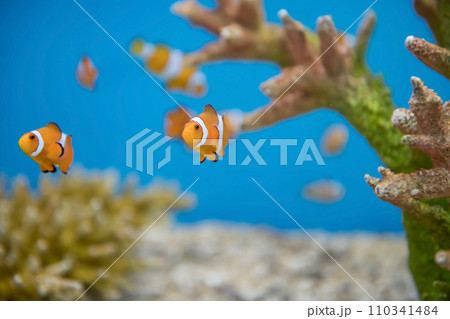Young orange clownfish swim by coral reef at aquarium Young orange clownfish swim by coral reef at aquarium 110341484