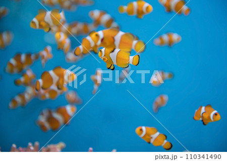 orange clownfish or Amphiprion percula swim in blue water at aquarium orange clownfish or Amphiprion percula swim in blue water at aquarium 110341490
