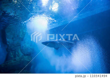 Marine shark fish swim in aquarium, Suphan Buri, Thailand Marine shark fish swim in aquarium, Suphan Buri, Thailand 110341494