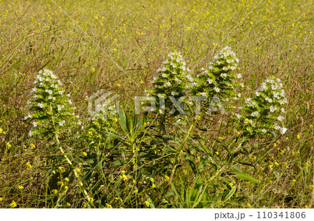 Shrub Echium decaisnei in flower. Shrub Echium decaisnei in flower. 110341806