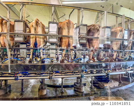 modern automatic dairy milking parlor with cow. modern automatic dairy milking parlor with cow. 110341851