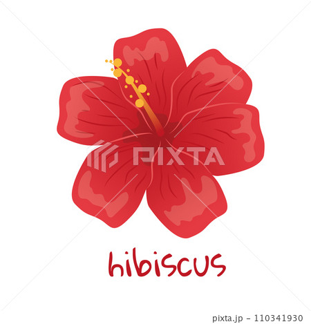 Hibiscus illustration. Vibrant red tropical flower. Realistic botanical hand drawn painting isolated on white background. Cartoon design for poster, icon, card, logo, label, banner, sticker. 110341930