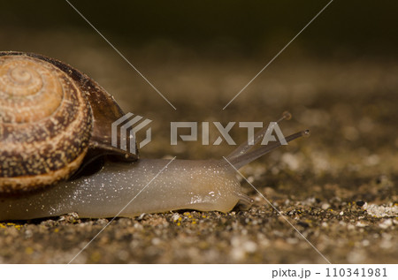 Milk snail Otala lactea. 110341981