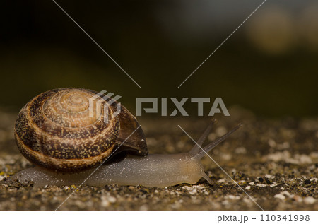 Milk snail Otala lactea. Milk snail Otala lactea. 110341998