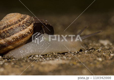 Milk snail Otala lactea. Milk snail Otala lactea. 110342000
