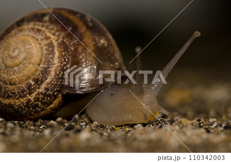 Milk snail Otala lactea. Milk snail Otala lactea. 110342003
