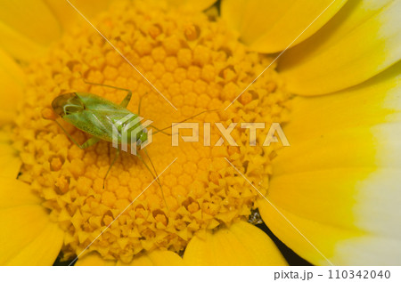Lucerne bug on a flower of garland chrysanthemum. Lucerne bug on a flower of garland chrysanthemum. 110342040