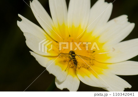 Long hoverfly on a flower. Long hoverfly on a flower. 110342041