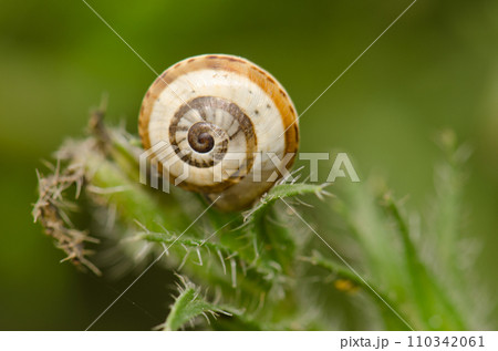 White garden snail. White garden snail. 110342061