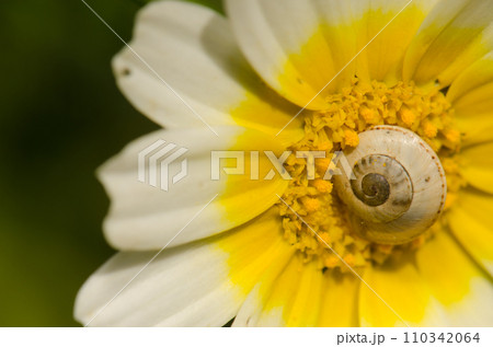 White garden snail on a flower of garland chrysanthemum. 110342064