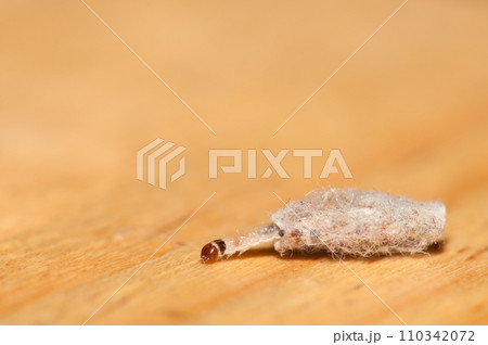 Larva of the moth Tinea dubiella. Larva of the moth Tinea dubiella. 110342072