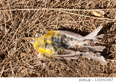 Dead Atlantic canary. Dead Atlantic canary. 110342307