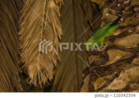 Female rose-ringed parakeet. 110342334