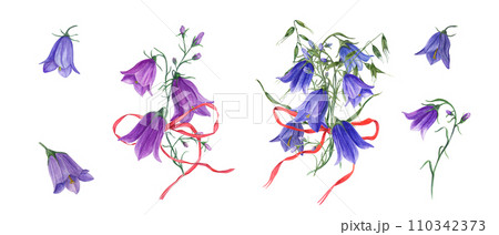 Bouquets of blue lilac campanula, wild oats with red bows. Wild bells flowers, harebells, ribbon. Flower heads, buds. Watercolor illustration of meadow plants. For wedding invitation, birthday cards 110342373