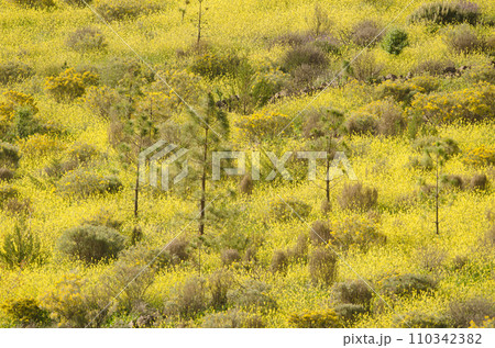 Landscape covered with flowers. Landscape covered with flowers. 110342382