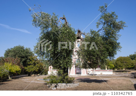 Olive tree in the garden, north of Corfu, Greece 110342765