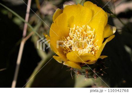 Yellow blossom of opuntia cactus 110342768