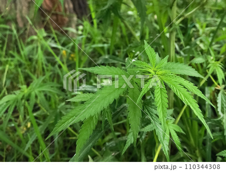 大樹の足元で雑草と共に育つ野生の若葉の大麻草のクローズアップ画像 110344308