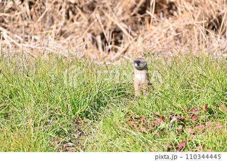 イタチ　ニホンイタチ　野生 110344445