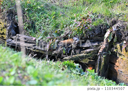巣穴(餌場 狩場)にいるイタチ ニホンイタチ 野生 巣穴(餌場 狩場)にいるイタチ ニホンイタチ 野生 110344507