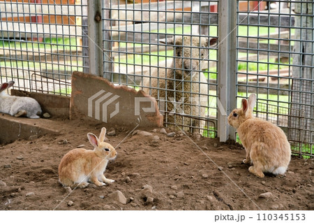 うさぎと羊 (北海道中富良野町 ひつじの丘 ふれあい牧場) うさぎと羊 (北海道中富良野町 ひつじの丘 ふれあい牧場) 110345153
