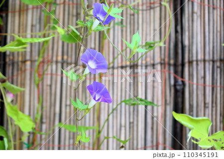 アサガオの花 アサガオの花 110345191