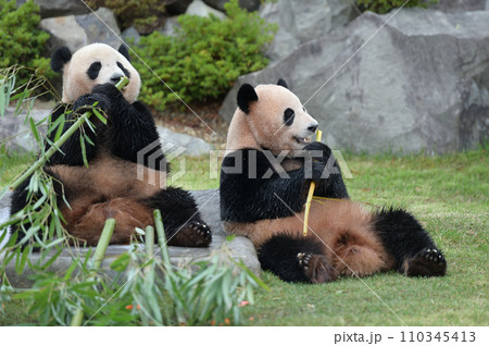 おいしそうに竹を食べる海浜・陽浜 110345413