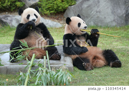 おいしそうに竹を食べる海浜・陽浜 110345414