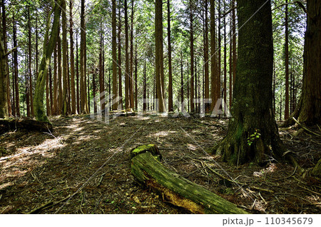 丹沢山地の丹沢山　森の中の天王寺山の山頂 110345679