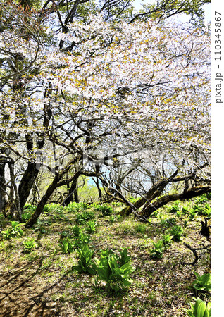 丹沢山地の丹沢山 春爛漫 マメザクラとバイケイソウの若葉 丹沢山地の丹沢山 春爛漫 マメザクラとバイケイソウの若葉 110345867