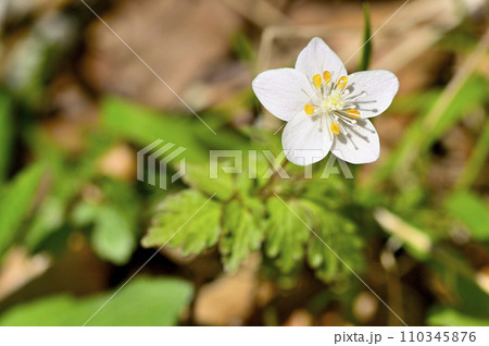 丹沢山地の丹沢山 ツルシロカネソウ 丹沢山地の丹沢山 ツルシロカネソウ 110345876