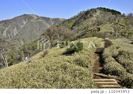 春の丹沢山地　丹沢主脈の登山道　日高より不動ノ峰と竜ヶ馬場 110345953