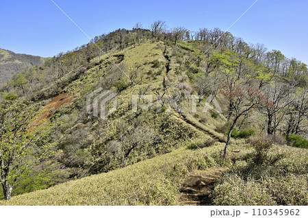 春の丹沢山地　丹沢主脈の登山道　日高より竜ヶ馬場 110345962