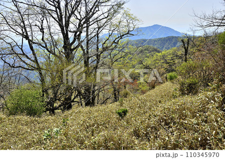 春の丹沢　竜ヶ馬場より大山を望む 110345970