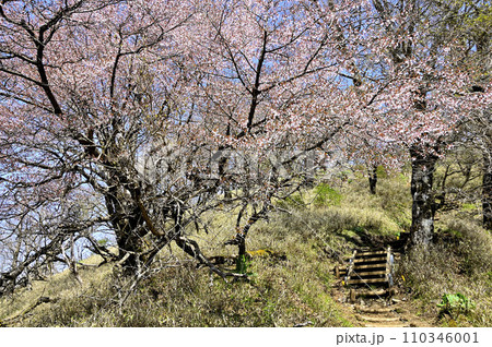 春の丹沢山地　桜を眺めながら丹沢主脈を歩く 110346001