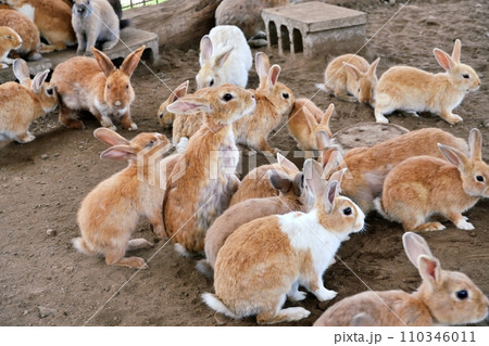ふれあい牧場のウサギ ふれあい牧場のウサギ 110346011