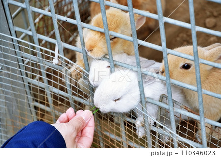 ふれあい牧場のウサギ ふれあい牧場のウサギ 110346023