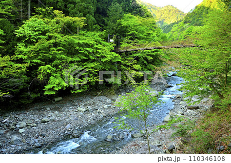 丹沢山地の本谷川　朝の本谷吊橋 110346108