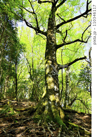 丹沢山地の寿岳 日高東尾根 新緑のブナ 丹沢山地の寿岳 日高東尾根 新緑のブナ 110346117