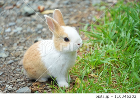 かわいい仔ウサギ かわいい仔ウサギ 110346202