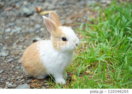 かわいい仔ウサギ 110346205
