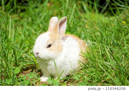 かわいい仔ウサギ 110346206