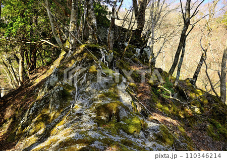 春の西丹沢　箒沢権現山北東尾根の山道 110346214