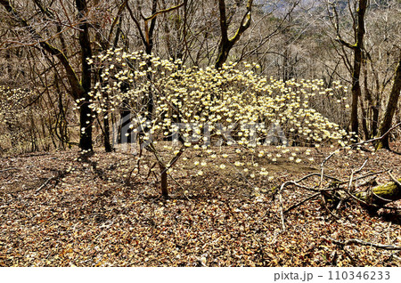 西丹沢の畦ヶ丸　ミツマタの花咲く 110346233