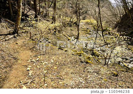 西丹沢の畦ヶ丸　ミツマタ咲く大滝沢コースの登山道 110346238