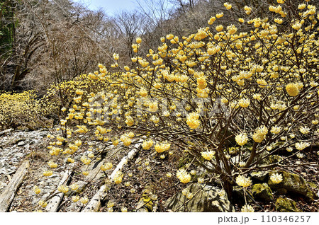 西丹沢の畦ヶ丸 森を彩るミツマタの花 西丹沢の畦ヶ丸 森を彩るミツマタの花 110346257