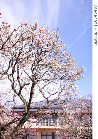 西宮市甲東梅林の様子 西宮市甲東梅林の様子 110346497