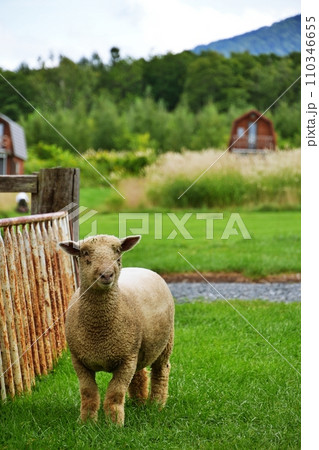 北海道中富良野町　ひつじの丘の風景 110346655
